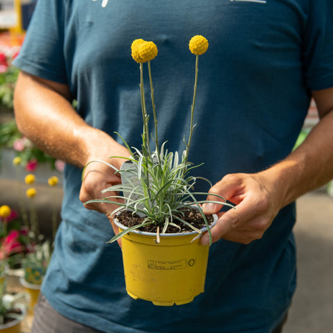 Simegarden Craspedia globosa 13 cm