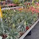 Simegarden Craspedia globosa 15 cm