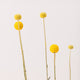 Simegarden Craspedia globosa