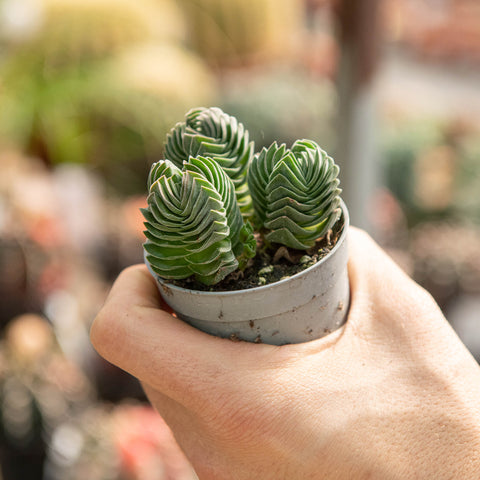 Simegarden Crassula buddha's temple 6.5 cm