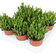 Simegarden Crassula hobbit 8.5 cm