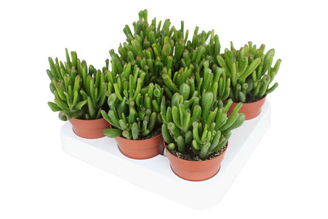 Simegarden Crassula hobbit 8.5 cm