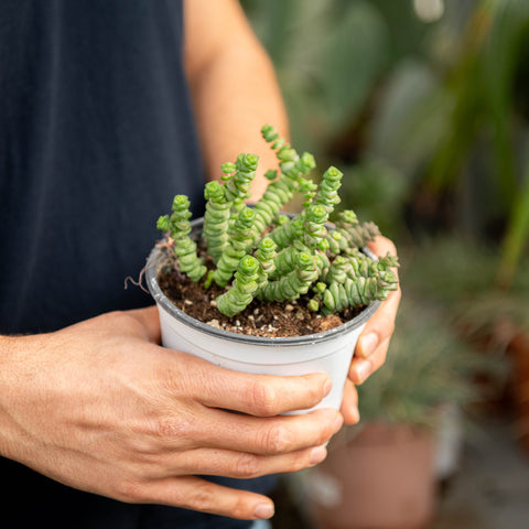 Simegarden Crassula marnieriana 14 cm