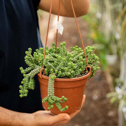 Simegarden Crassula marnieriana 16 cm - XXL