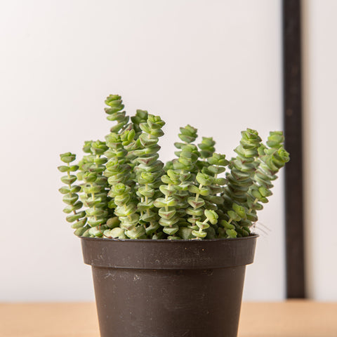 Simegarden Crassula marnieriana