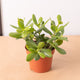 Simegarden Crassula ovata 12 cm