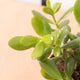 Simegarden Crassula ovata 12 cm