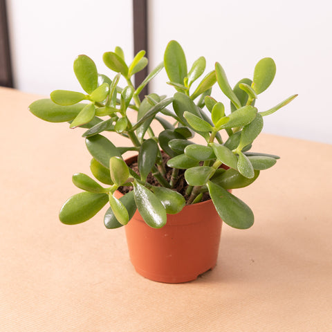 Simegarden Crassula ovata 12 cm