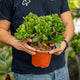 Simegarden Crassula ovata 15 cm