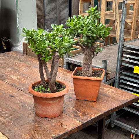 Simegarden Crassula ovata 28-30 cm
