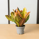 Simegarden Croton 12 cm