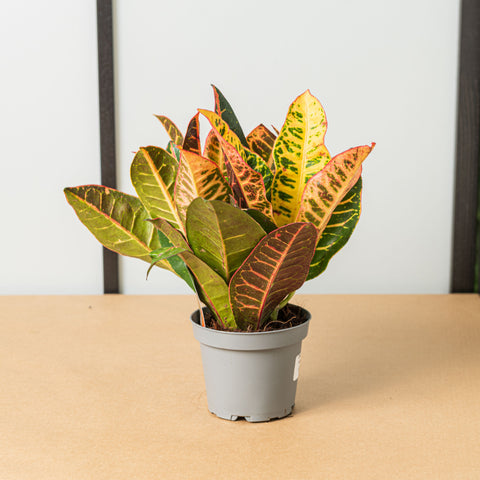 Simegarden Croton 12 cm