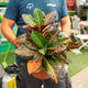 Simegarden Croton 24 cm