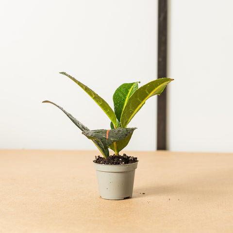 Simegarden Croton