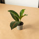 Simegarden Croton