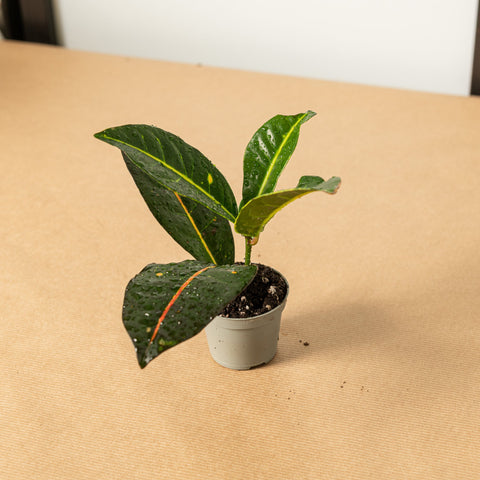 Simegarden Croton