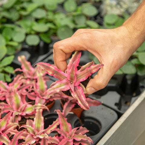 Simegarden Cryptanthus 5.5 cm