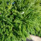 Simegarden Cryptomeria japonica 'Globosa Nana' 24 cm