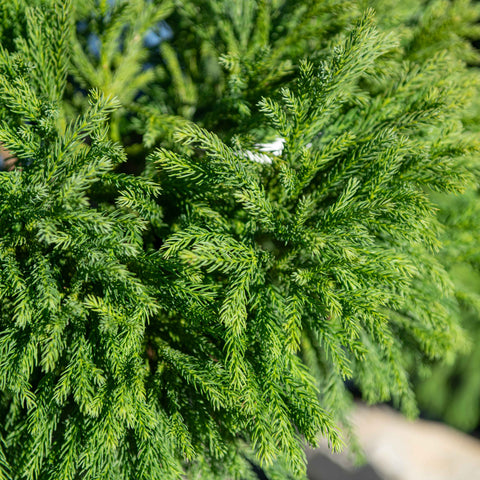 Simegarden Cryptomeria japonica 'Globosa Nana' 24 cm