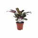 Simegarden Ctenanthe burle-marxii “Amagris” 12 cm