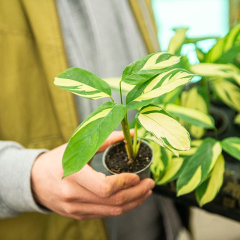 Simegarden Ctenanthe pilosa golden mosaic 6 cm