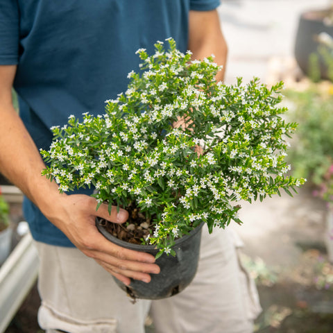 Simegarden Cuphea hyssopifolia
