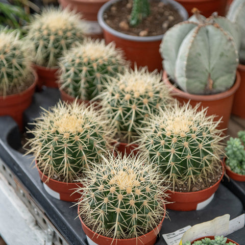 Simegarden Cuscino della suocera 12 cm