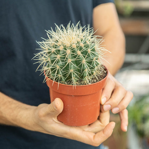 Simegarden Cuscino della suocera