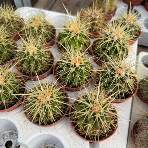 Simegarden Cuscino della suocera 5,5 cm