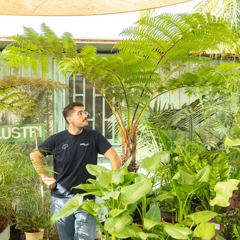 Simegarden Cyathea cooperi
