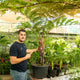 Simegarden Cyathea cooperi