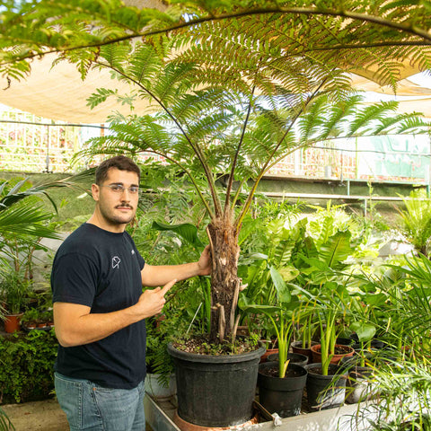 Simegarden Cyathea cooperi