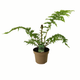 Simegarden Cyathea cooperi 14 cm