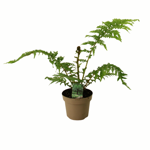 Simegarden Cyathea cooperi 14 cm