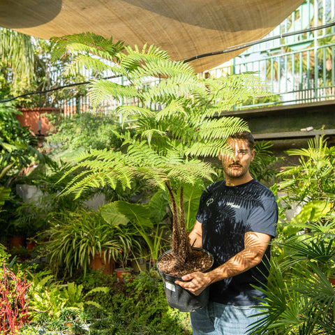 Simegarden Cyathea cooperi 29 cm