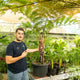Simegarden Cyathea cooperi 35 cm - XXL