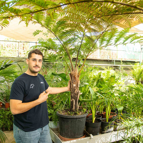 Simegarden Cyathea cooperi 35 cm - XXL