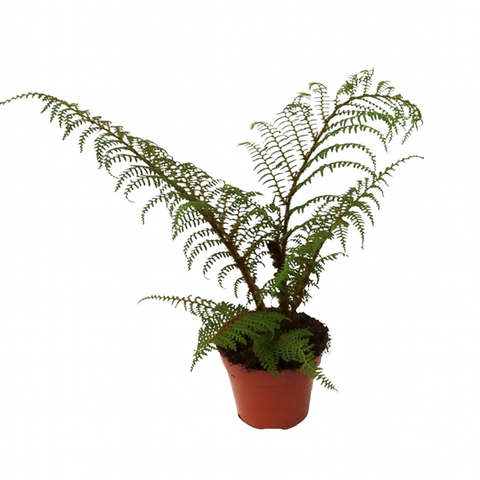 Simegarden Cyathea tomentosissima 17 cm
