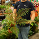 Simegarden Cyathea tomentosissima 17 cm