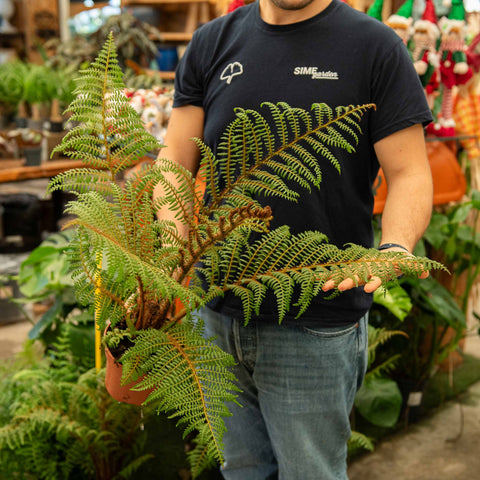 Simegarden Cyathea tomentosissima 17 cm