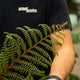 Simegarden Cyathea tomentosissima 17 cm