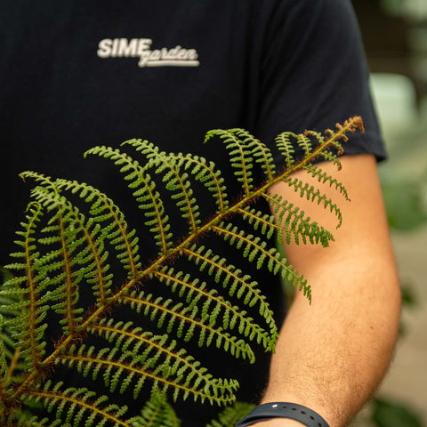 Simegarden Cyathea tomentosissima 17 cm