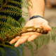 Simegarden Cyathea tomentosissima 17 cm