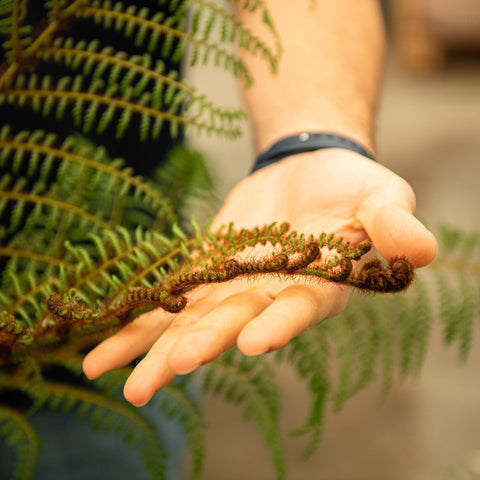 Simegarden Cyathea tomentosissima 17 cm