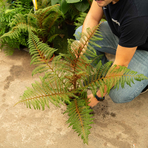 Simegarden Cyathea tomentosissima 17 cm