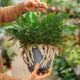 Simegarden Davallia 17 cm