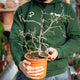 Simegarden Decarya madagascariensis 17 cm