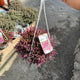 Simegarden Delosperma "desert dancers" 18 cm - XXL / Purple