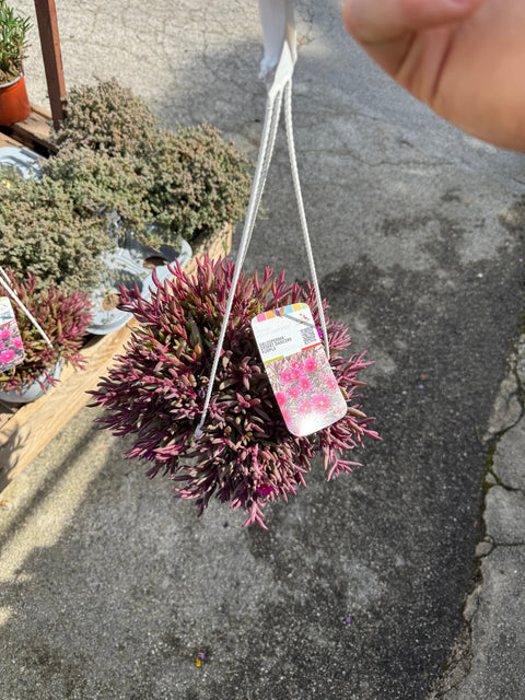 Simegarden Delosperma "desert dancers" 18 cm - XXL / Purple