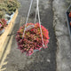 Simegarden Delosperma "desert dancers" 18 cm - XXL / Red